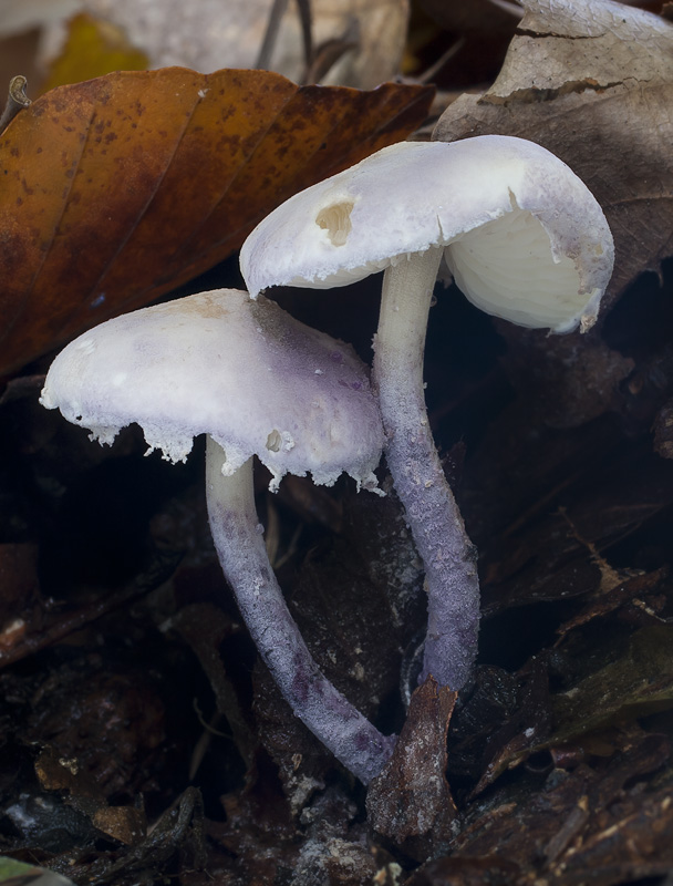 Cystolepiota bucknallii